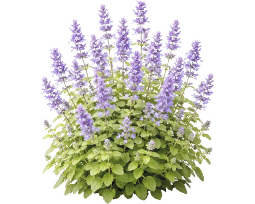 Kantnepeta med lila blomax och gröna blad.