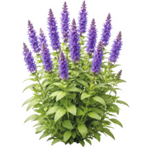 Stäppsalvia med lila blomax och gröna blad.