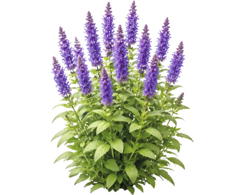 Stäppsalvia med lila blomax och gröna blad.
