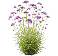 Jätteverbena Verbena bonariensis med höga gröna stjälkar och lila blomklasar.