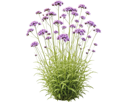 Jätteverbena Verbena bonariensis med höga gröna stjälkar och lila blomklasar.