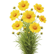 Flicksöga med gula blommor, knoppar och gröna blad.