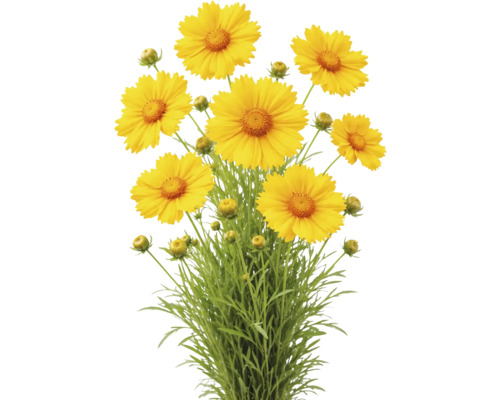 Flicksöga med gula blommor, knoppar och gröna blad.