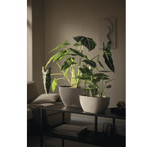 Två Lechuza krukor med Alocasia växter och vattennivåindikator på ett konsolbord i ett modernt vardagsrum.