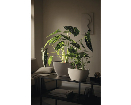 Två Lechuza krukor med Alocasia växter och vattennivåindikator på ett konsolbord i ett modernt vardagsrum.
