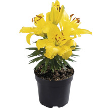 Gul lilja i svart plastkruka med gröna blad.