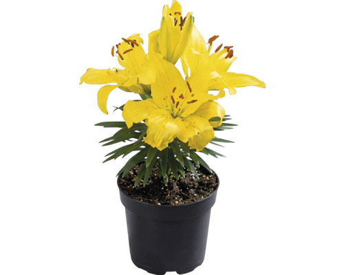 Gul lilja i svart plastkruka med gröna blad.