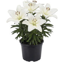 Vita liljor i svart plastkruka