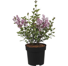 Blommande syren med lila blomvippor och gröna blad i en svart plastkruka.