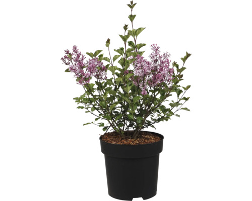 Blommande syren med lila blomvippor och gröna blad i en svart plastkruka.