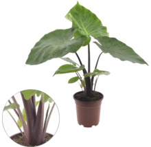 Krukväxt Alocasia med stora gröna blad och mörka stjälkar i en brun kruka inklusive en närbild av stjälkarna.