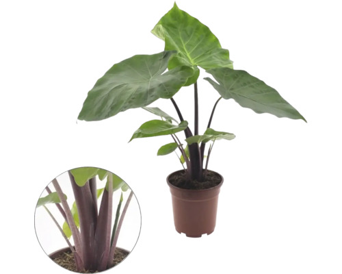 Krukväxt Alocasia med stora gröna blad och mörka stjälkar i en brun kruka inklusive en närbild av stjälkarna.