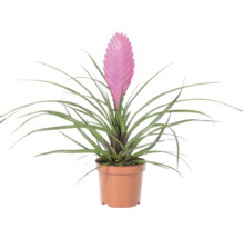 Tillandsia cyanea inomhusväxt med rosa blomställning i en brun plastkruka.