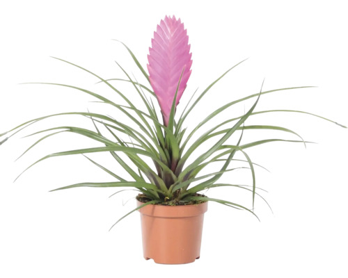 Tillandsia cyanea inomhusväxt med rosa blomställning i en brun plastkruka.