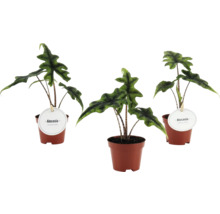Tre Alocasia krukväxter i bruna plastkrukor med mönstrade stjälkar och vågiga gröna blad.