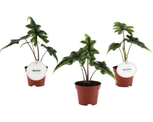 Tre Alocasia krukväxter i bruna plastkrukor med mönstrade stjälkar och vågiga gröna blad.