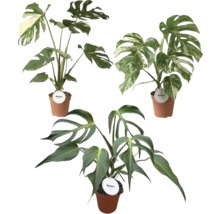 Tre olika Monstera-krukväxter i terrakottafärgade krukor, med gröna och brokiga blad.