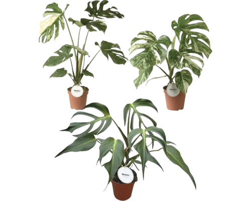 Tre olika Monstera-krukväxter i terrakottafärgade krukor, med gröna och brokiga blad.