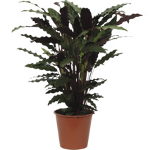 Krukväxt Calathea rufibarba med vågiga blad i en brun plastkruka