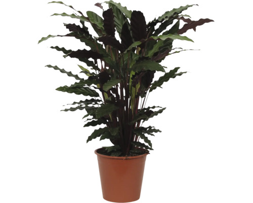 Krukväxt Calathea rufibarba med vågiga blad i en brun plastkruka