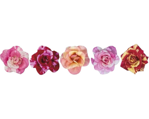 Fem olika rosenblommor med varierande mönster och kronbladsformer.