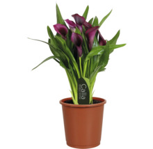 Calla Zantedeschia krukväxt med mörklila blommor och gröna blad i en brun odlingskruka.