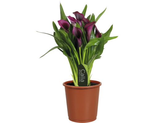 Calla Zantedeschia krukväxt med mörklila blommor och gröna blad i en brun odlingskruka.