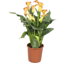 Kalla Zantedeschia krukväxt med gula blommor och fläckiga gröna blad i en brun plastkruka.