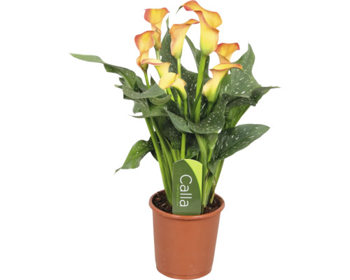 Kalla Zantedeschia krukväxt med gula blommor och fläckiga gröna blad i en brun plastkruka.