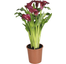 Zantedeschia kalla med mörkröda blommor och gröna blad i en brun plastkruka.