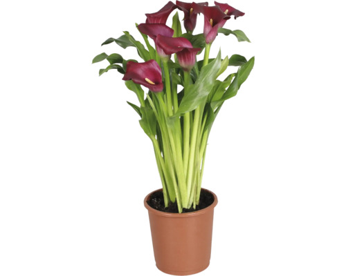Zantedeschia kalla med mörkröda blommor och gröna blad i en brun plastkruka.
