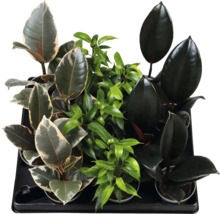 Sortiment av olika Ficus-inomhusväxter i krukor, såsom fönsterfikus och benjaminfikus, i en svart plastbricka.