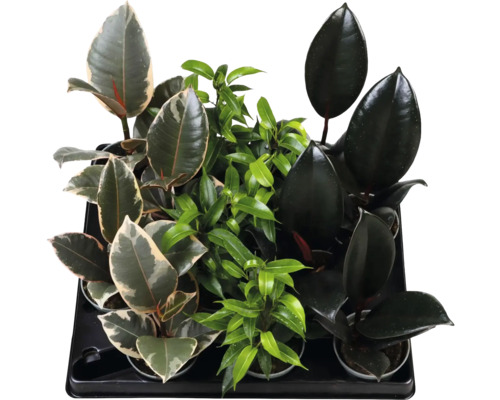 Sortiment av olika Ficus-inomhusväxter i krukor, såsom fönsterfikus och benjaminfikus, i en svart plastbricka.