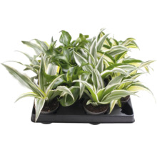 Dracena-mix med flerfärgade blad i en svart transportbricka.