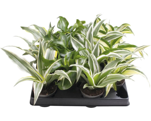 Dracena-mix med flerfärgade blad i en svart transportbricka.