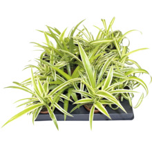 Ampellilja Chlorophytum comosum i ett odlingstråg med grönvita blad.