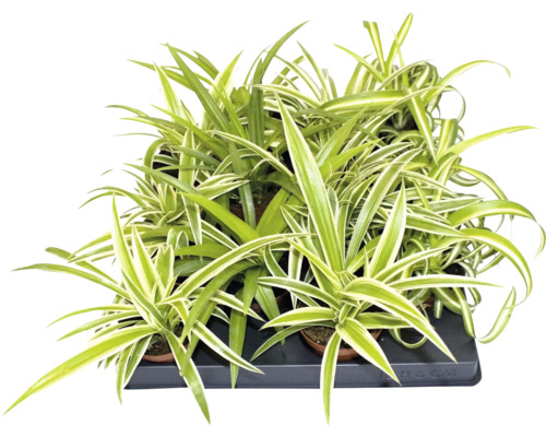 Ampellilja Chlorophytum comosum i ett odlingstråg med grönvita blad.