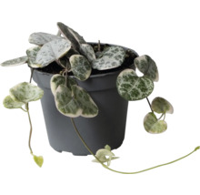 Inomhusväxt Ceropegia woodii med hjärtformade silvergröna blad i en mörkgrå plastkruka.