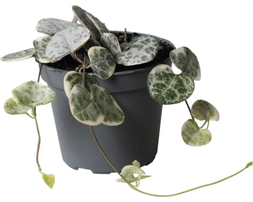 Inomhusväxt Ceropegia woodii med hjärtformade silvergröna blad i en mörkgrå plastkruka.