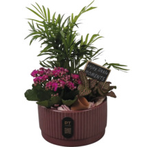 Arrangemang av inomhusväxter i en räfflad keramikpruka med bergpalm, kalanchoe, fittonia och en träskylt med text. PT creations Logo.