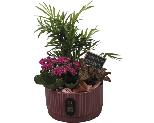 Arrangemang av inomhusväxter i en räfflad keramikpruka med bergpalm, kalanchoe, fittonia och en träskylt med text. PT creations Logo.