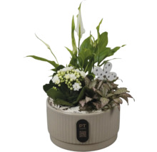 Arrangemang av inomhusväxter i beige räfflad kruka med fredskalla, kalanchoe, fittonia, fjäril och PT creations Logo.