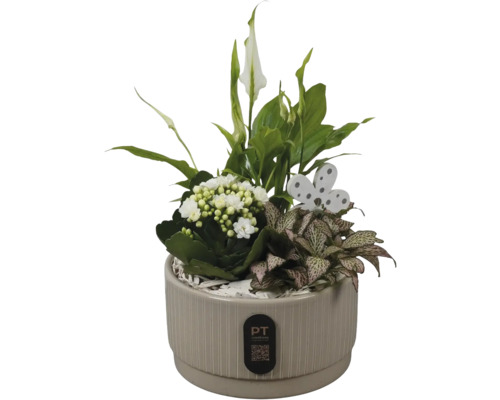 Arrangemang av inomhusväxter i beige räfflad kruka med fredskalla, kalanchoe, fittonia, fjäril och PT creations Logo.