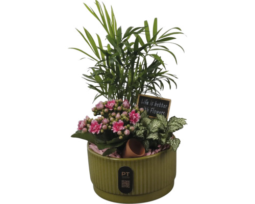 Krukväxtarrangemang i grön keramikruka med Kalanchoe, palm och Fittonia samt en dekorativ skylt och PT creations Logo.
