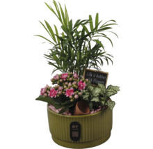 Arrangemang av inomhusväxter i grön keramikpruka med bergpalm, Kalanchoe, Fittonia, dekorativ skylt och PT creations Logo.