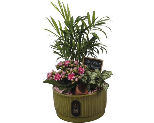 Arrangemang av inomhusväxter i grön keramikpruka med bergpalm, Kalanchoe, Fittonia, dekorativ skylt och PT creations Logo.