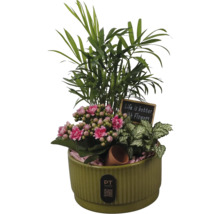 Växtarrangemang i räfflad grön keramikpott med rosa Kalanchoe, palm, Fittonia och dekorationsskylt.