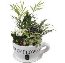 Mix av växter i keramikkopp med Kalanchoe, Fittonia, ormbunke, palm, träskylt Life is better with Flowers och PT Creations Logo.