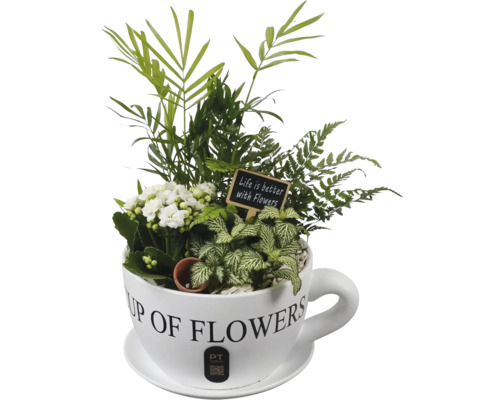 Mix av växter i keramikkopp med Kalanchoe, Fittonia, ormbunke, palm, träskylt Life is better with Flowers och PT Creations Logo.