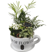 Växtarrangemang i koppform med kalanchoe, palm, ormbunke, fittonia, skylt Life is better with Flowers och PT Creations Logo.